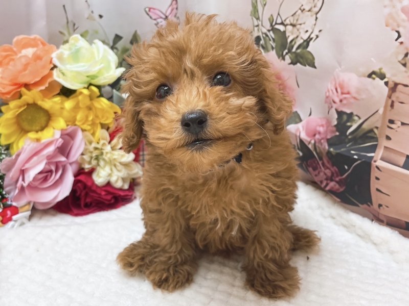 大阪府のトイプードル(トイ) (ワンラブカインズ太子店(FC)/2025年10月9日生まれ/男の子/レッド)の子犬の2枚目の画像