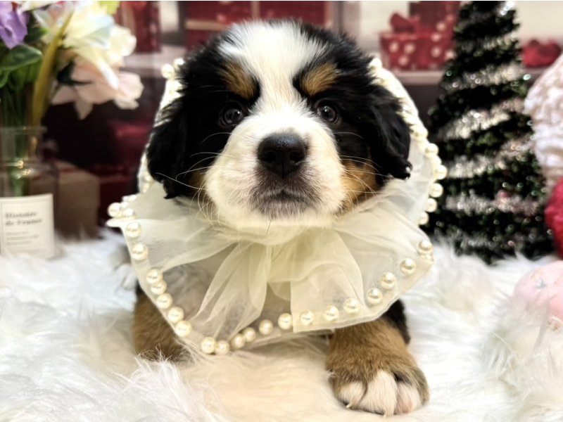 沖縄県のバーニーズマウンテンドッグ (ワンラブMEGAドン・キホーテ宜野湾店(FC)/2025年10月11日生まれ/男の子/ブラックラストホワイト)の子犬の2枚目の画像