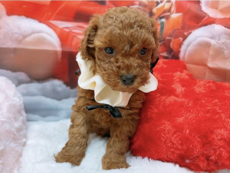 新潟県のトイプードル(トイ) (ワンラブフレスポ赤道店(FC)/2025年10月11日生まれ/女の子/レッド)の子犬の2枚目の画像