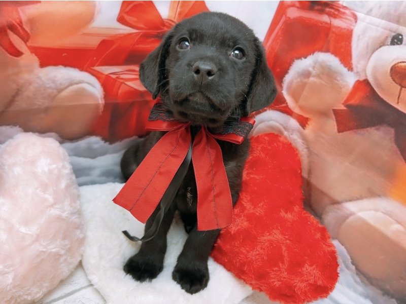 新潟県のラブラドールレトリーバー (ワンラブフレスポ赤道店(FC)/2025年10月9日生まれ/男の子/ブラック)の子犬の2枚目の画像