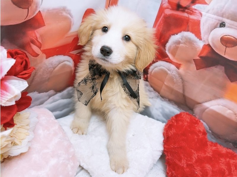 新潟県のハーフ犬・ミックス犬 (ワンラブフレスポ赤道店(FC)/2025年10月11日生まれ/男の子/クリームホワイト)の子犬の2枚目の画像