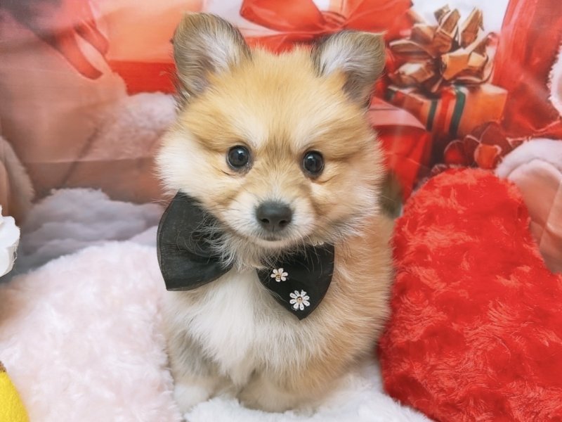 新潟県のポメコーギー(ポメラニアン×コーギー) (ワンラブフレスポ赤道店(FC)/2025年10月1日生まれ/男の子/セーブルホワイト)の子犬の2枚目の画像