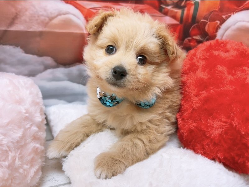 沖縄県のポメプー(ポメラニアン×プードル) (ワンラブカインズ糸満店(FC)/2025年10月3日生まれ/男の子/クリーム)の子犬の2枚目の画像