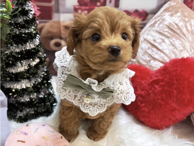 沖縄県のチワプー/プーチー(チワワ×プードル) (ワンラブMEGAドン・キホーテ宜野湾店(FC)/2025年10月12日生まれ/男の子/レッド)の子犬の2枚目の画像