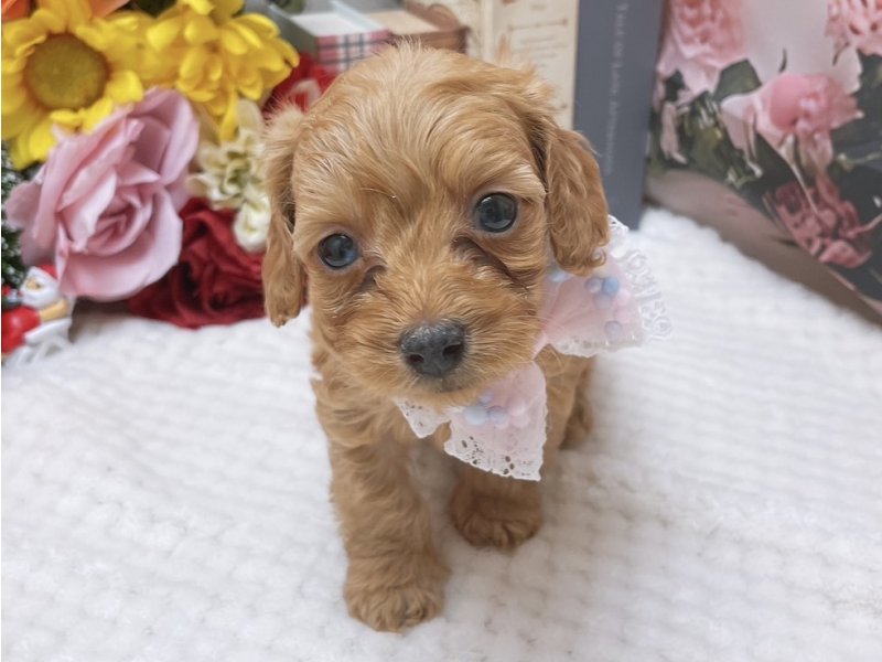 滋賀県のダップー(ダックス×プードル) (ワンラブコ メ リパワー ペットアミ水口店(FC)/2025年10月12日生まれ/女の子/レッド)の子犬の2枚目の画像