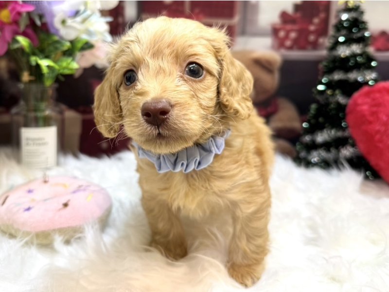 沖縄県のダップー(ダックス×プードル) (ワンラブMEGAドン・キホーテ宜野湾店(FC)/2025年10月12日生まれ/男の子/レッド)の子犬の2枚目の画像