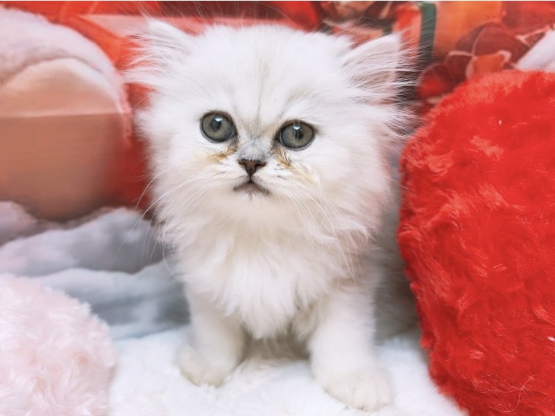 新潟県のペルシャ (ワンラブフレスポ赤道店(FC)/2025年10月8日生まれ/男の子/チンチラシルバー)の子猫の2枚目の画像