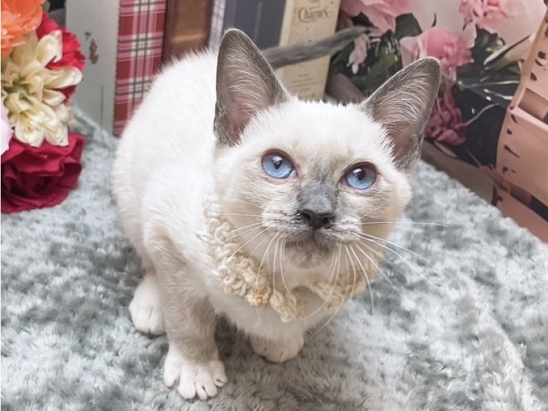 岐阜県のスノーシュー (ワンラブペッツビレッジ アピタ北方店(FC)/2025年10月12日生まれ/男の子/ブルーポイントミテッド)の子猫の2枚目の画像