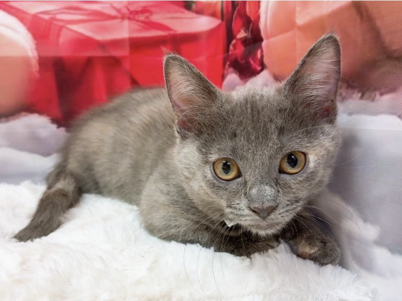 愛知県のマンチカン (ワンラブカインズ豊田四郷店(FC)/2025年10月9日生まれ/女の子/ブルークリーム)の子猫の2枚目の画像