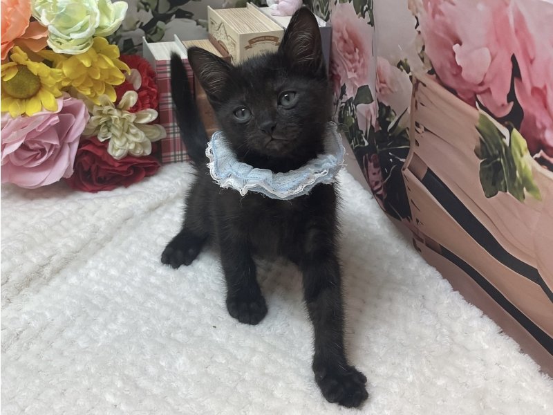 岐阜県のボンベイ (ワンラブホームセンターバロー北方店(FC)/2025年10月10日生まれ/男の子/ブラック)の子猫の2枚目の画像