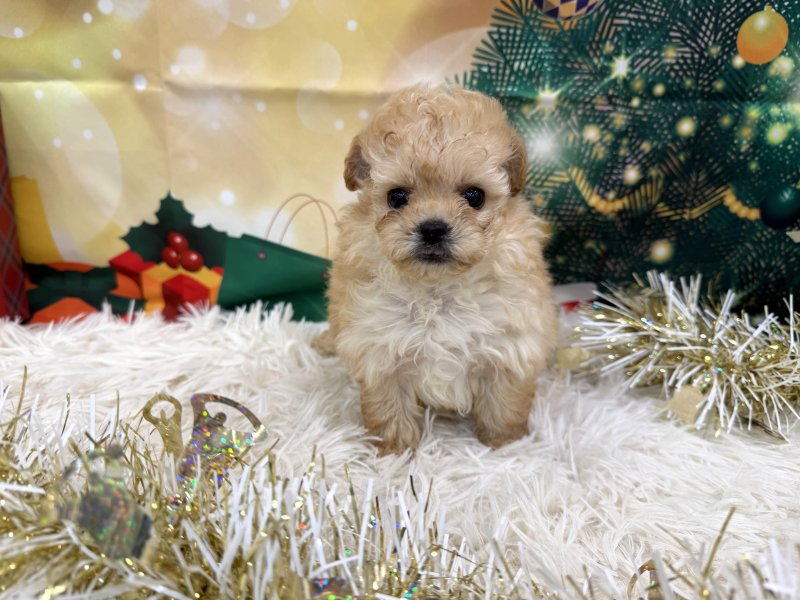 静岡県のポメプー(ポメラニアン×プードル) (ワンラブカインズ清水店(FC)/2025年10月8日生まれ/男の子/アプリコット)の子犬の2枚目の画像