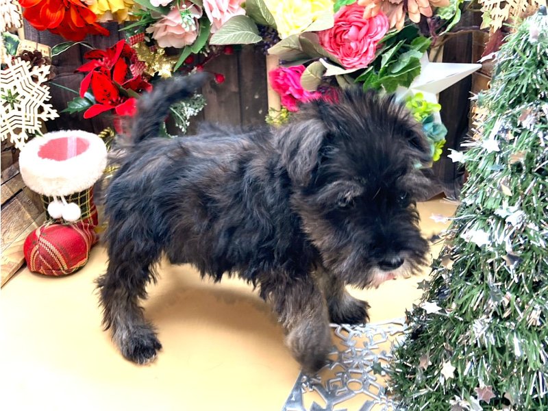 京都府のミニチュアシュナウザー (ワンラブカインズ木津川店(FC)/2025年10月10日生まれ/女の子/ブラックシルバー)の子犬の2枚目の画像