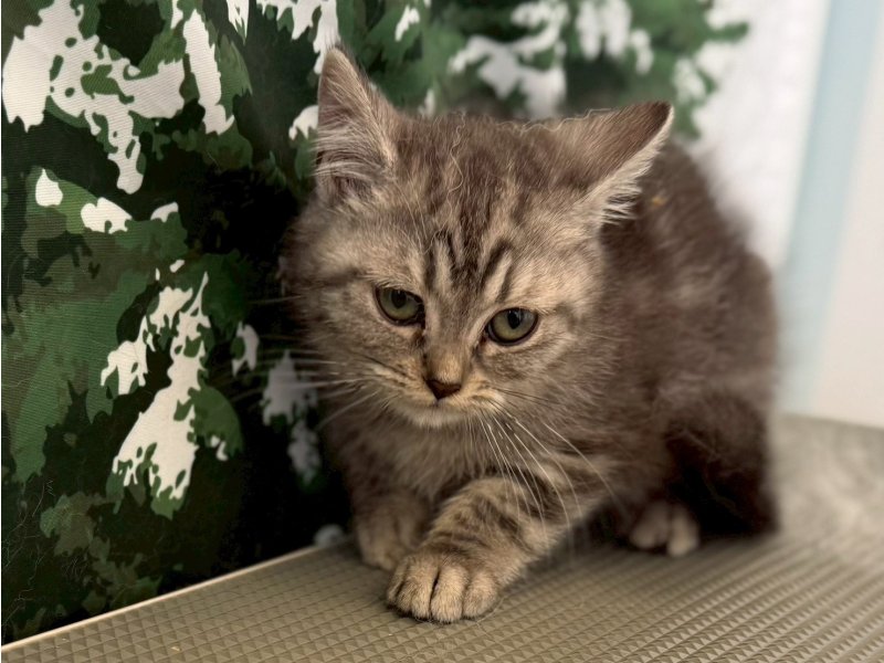 福岡県のアメリカンショートヘアー (ワンラブペットワイド若松店(FC)/2025年9月26日生まれ/女の子/シルバータビー)の子猫の2枚目の画像