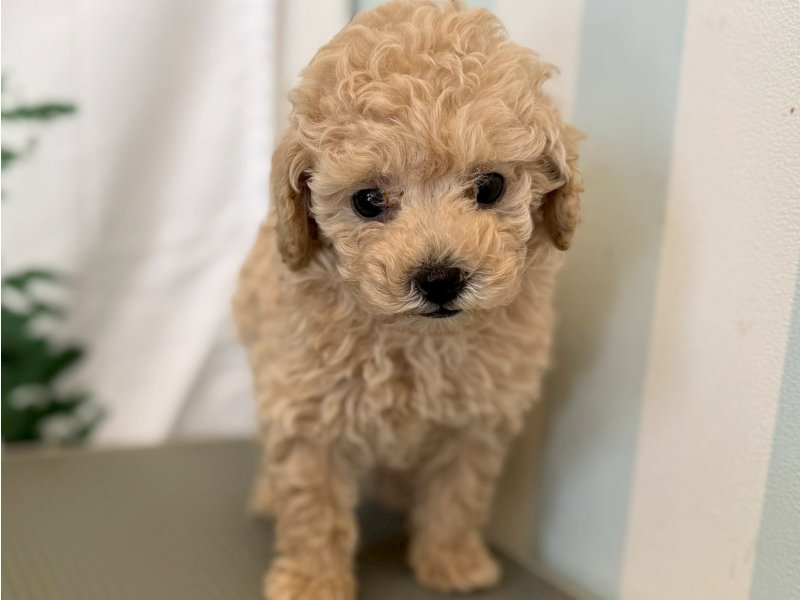 福岡県のトイプードル(トイ) (ワンラブペットワイド若松店(FC)/2025年9月30日生まれ/女の子/クリーム)の子犬の2枚目の画像