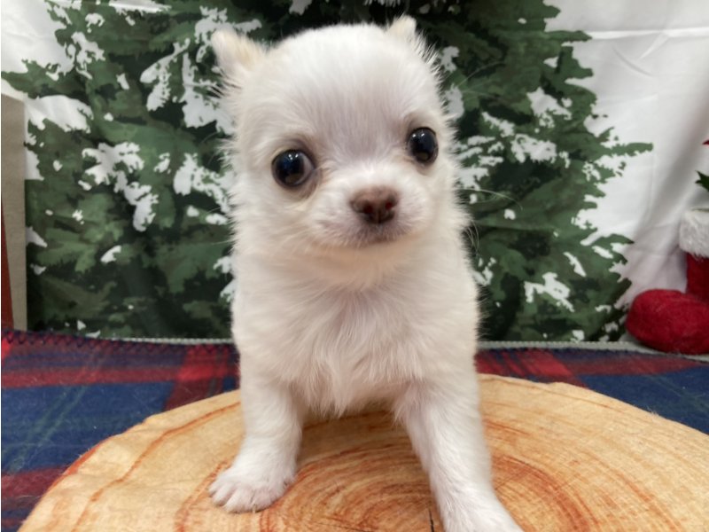 福岡県のチワワ(ロング) (ワンラブペットワイド若松店(FC)/2025年10月13日生まれ/男の子/ホワイトクリーム)の子犬の2枚目の画像