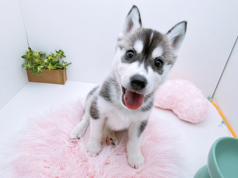 愛知県のシベリアンハスキー (ワンラブカインズ小牧店(FC)/2025年10月18日生まれ/女の子/ブラックホワイト)の子犬の2枚目の画像