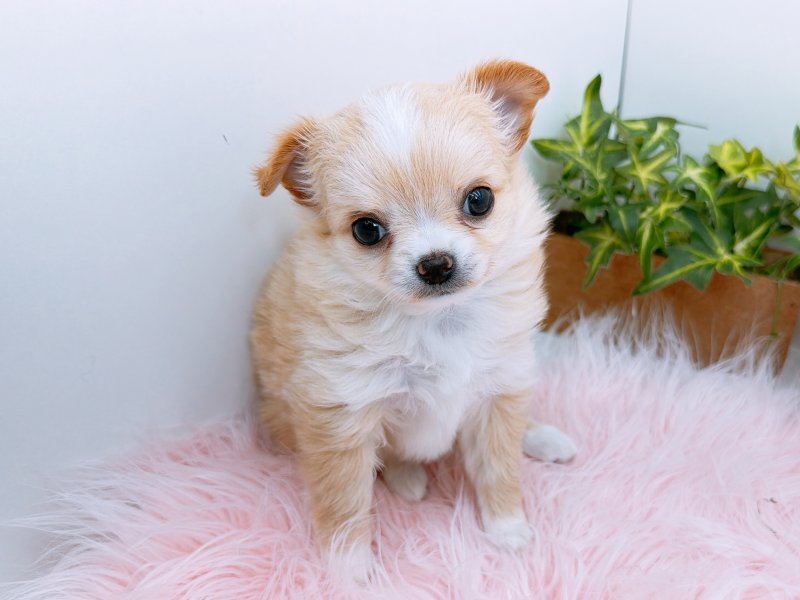 愛知県のチワワ(ロング) (ワンラブペッツビレッジ アピタ木曽川店(FC)/2025年10月17日生まれ/女の子/ゴールドホワイト)の子犬の2枚目の画像