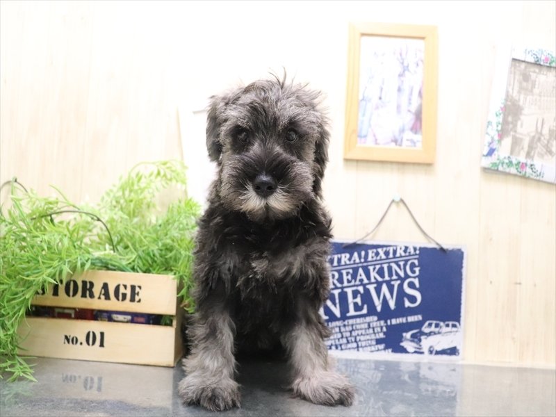 愛知県のミニチュアシュナウザー (ワンラブ名古屋守山インター総本店/2025年10月17日生まれ/男の子/ソルトペッパー)の子犬の2枚目の画像