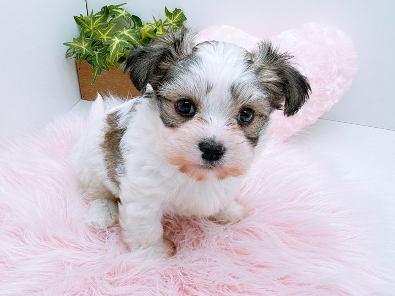 愛知県のチワマル/マルチワ(チワワ×マルチーズ) (ワンラブカインズ小牧店(FC)/2025年10月18日生まれ/男の子/ブラウンホワイト)の子犬の2枚目の画像