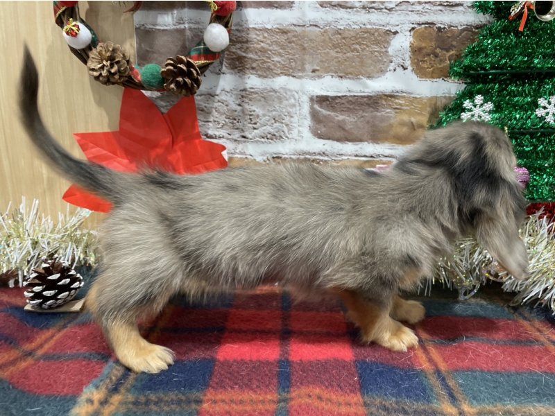 福島県のミニチュアダックスフンド(ロング) (ワンラブカインズ会津若松店(FC)/2025年10月17日生まれ/男の子/シルバーダップル)の子犬の2枚目の画像