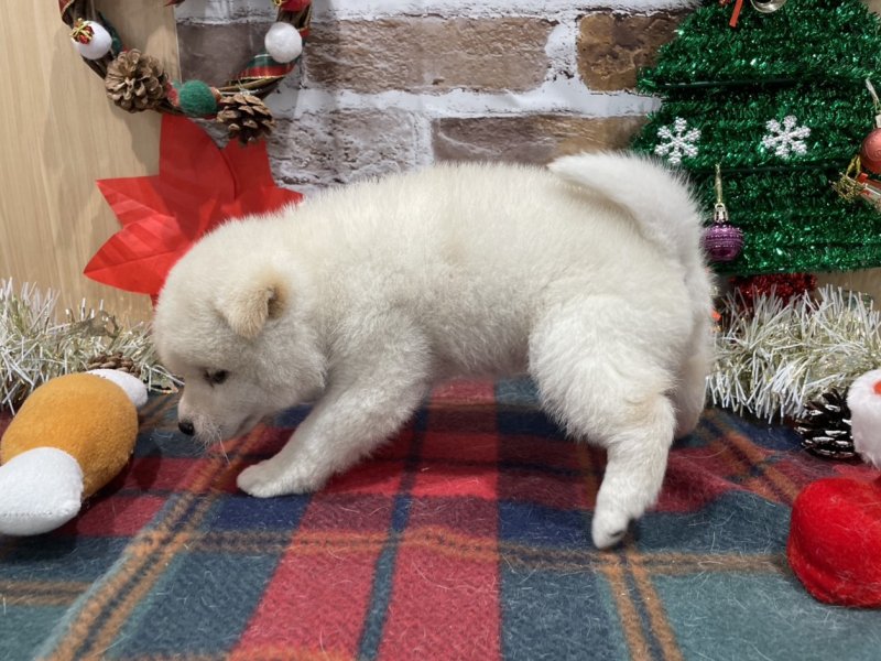 福島県の豆柴 (ワンラブカインズ会津若松店(FC)/2025年10月18日生まれ/男の子/白)の子犬の2枚目の画像