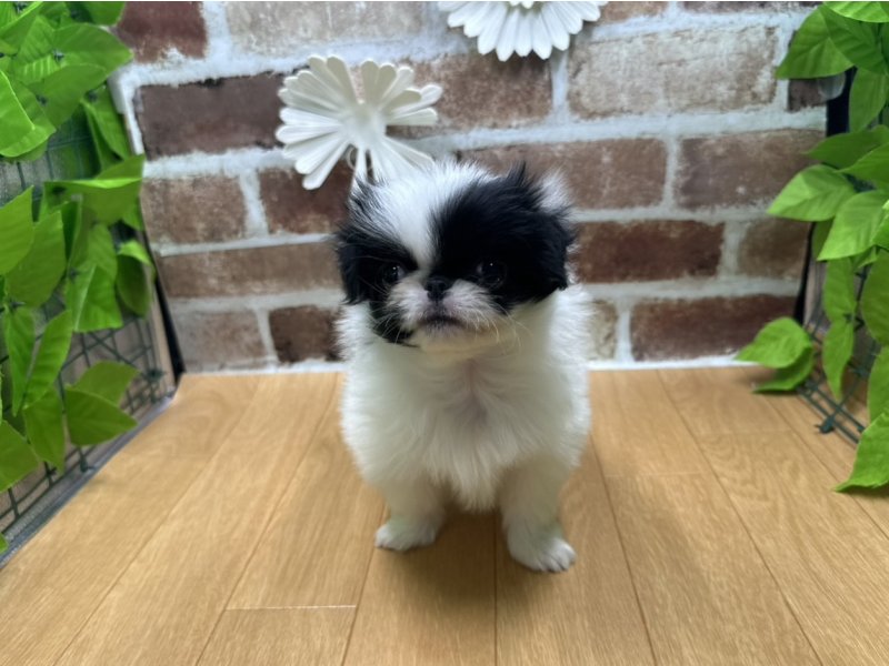 福島県の狆 (ワンラブカインズ白河モール店(FC)/2025年10月15日生まれ/女の子/白黒)の子犬の2枚目の画像