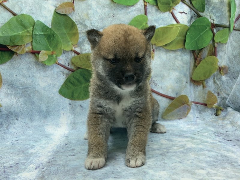 埼玉県の柴犬(標準サイズ) (ワンラブカインズ北本店(FC)/2025年10月16日生まれ/女の子/赤)の子犬の2枚目の画像