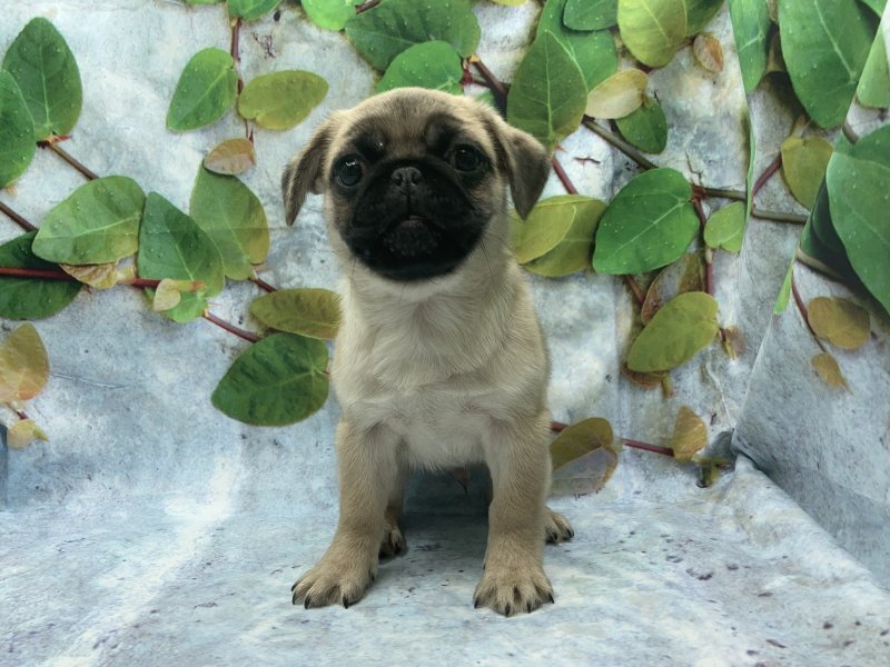 埼玉県のペキパグ/パグペキ(ペキニーズ×パグ) (ワンラブカインズ北本店(FC)/2025年10月3日生まれ/男の子/フォーン)の子犬の2枚目の画像