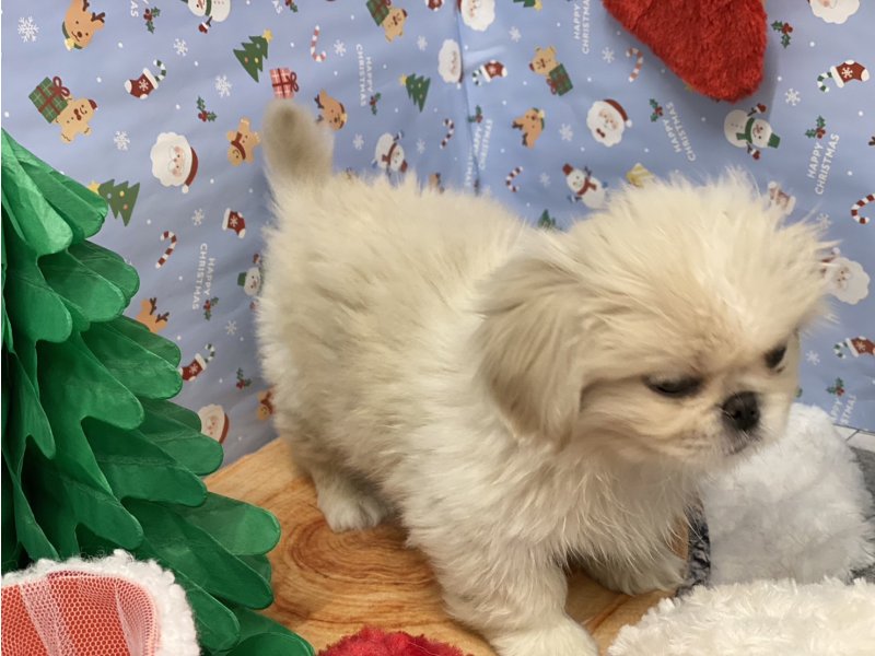 埼玉県のペキニーズ (ワンラブカインズ羽生店(FC)/2025年10月15日生まれ/男の子/クリームホワイト)の子犬の2枚目の画像