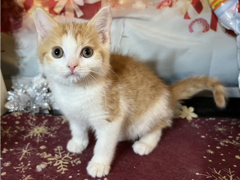 新潟県のマンチカン (ワンラブフレスポ赤道店(FC)/2025年10月17日生まれ/男の子/レッドタビーホワイト)の子猫の2枚目の画像