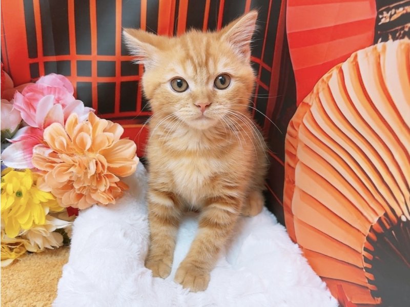 沖縄県のマンチカン (ワンラブカインズ糸満店(FC)/2025年10月14日生まれ/男の子/レッドタビー)の子猫の2枚目の画像