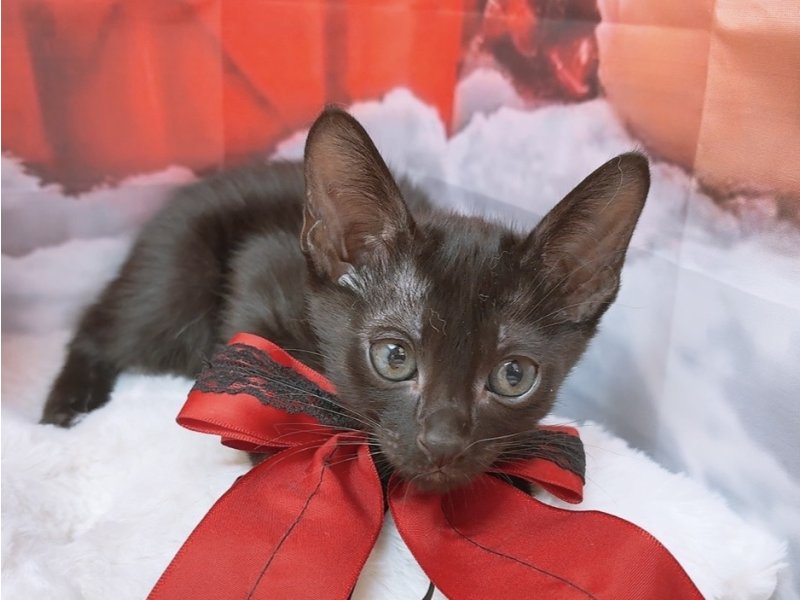 沖縄県のオリエンタルショートヘアー (ワンラブカインズ糸満店(FC)/2025年10月18日生まれ/男の子/ブラック)の子猫の2枚目の画像
