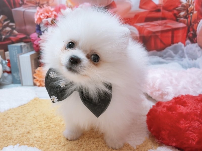 愛知県のポメラニアン (ワンラブカインズ豊田四郷店(FC)/2025年10月15日生まれ/男の子/クリーム)の子犬の2枚目の画像