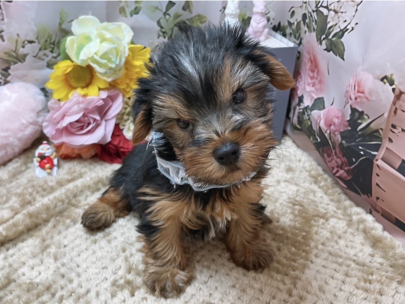 滋賀県のヨークシャーテリア (ワンラブコ メ リパワー ペットアミ水口店(FC)/2025年10月17日生まれ/男の子/スチールブルータン)の子犬の2枚目の画像
