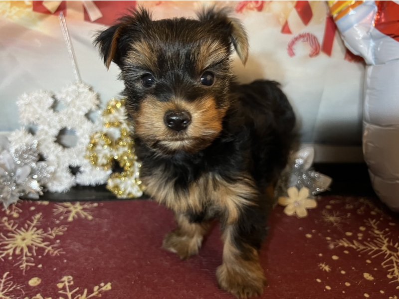 新潟県のヨークシャーテリア (ワンラブフレスポ赤道店(FC)/2025年10月19日生まれ/男の子/スチールブルータン)の子犬の2枚目の画像