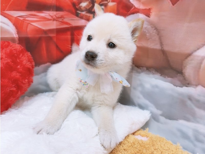 沖縄県の柴犬(標準サイズ) (ワンラブカインズ糸満店(FC)/2025年10月18日生まれ/男の子/白)の子犬の2枚目の画像