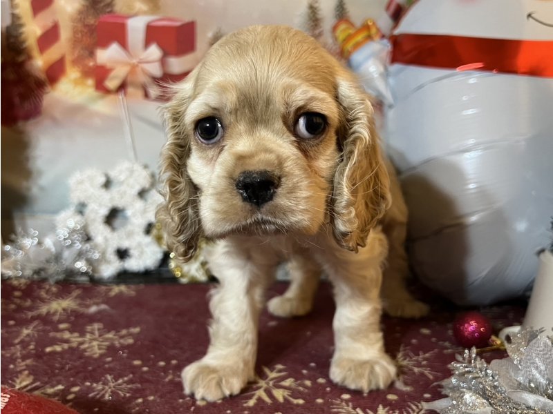 新潟県のアメリカンコッカースパニエル (ワンラブフレスポ赤道店(FC)/2025年10月18日生まれ/男の子/バフ)の子犬の2枚目の画像