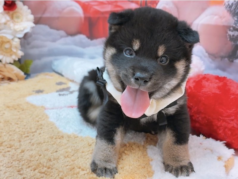 愛知県の柴犬(標準サイズ) (ワンラブカインズ豊田四郷店(FC)/2025年10月18日生まれ/男の子/黒)の子犬の2枚目の画像