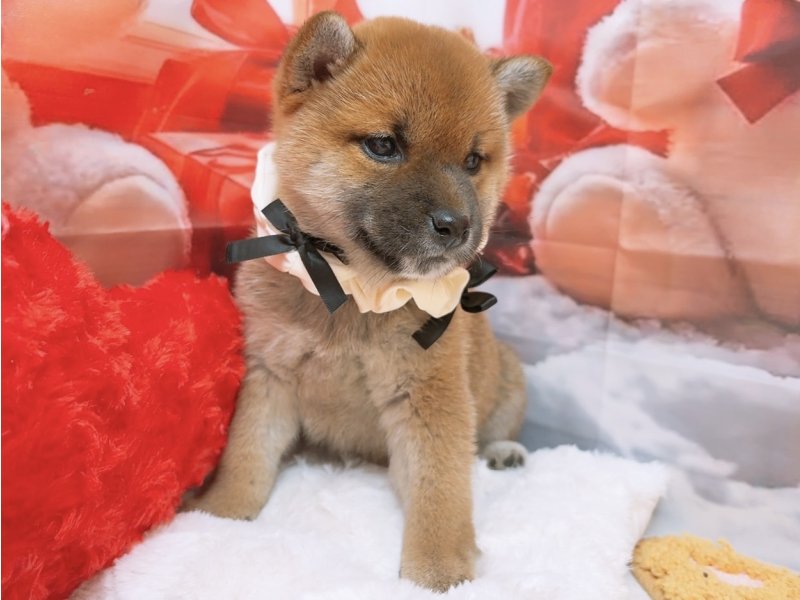 沖縄県の柴犬(標準サイズ) (ワンラブカインズあがり浜店(FC)/2025年10月18日生まれ/女の子/赤)の子犬の2枚目の画像