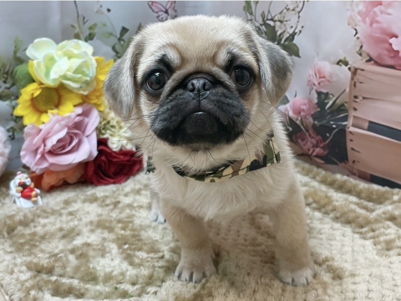 大阪府のペキパグ/パグペキ(ペキニーズ×パグ) (ワンラブカインズ太子店(FC)/2025年10月3日生まれ/男の子/フォーン)の子犬の2枚目の画像