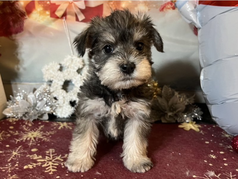 新潟県のシュナマル/マルシュナ(シュナウザー×マルチーズ) (ワンラブフレスポ赤道店(FC)/2025年10月18日生まれ/男の子/ソルトペッパー)の子犬の2枚目の画像