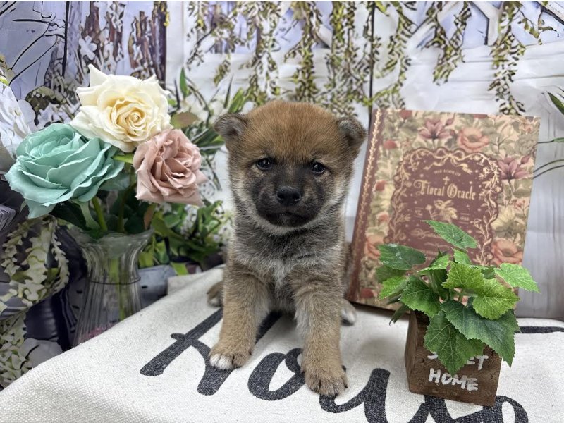群馬県の豆柴 (ワンラブカインズ前橋小島田店(FC)/2025年10月17日生まれ/男の子/赤)の子犬の2枚目の画像