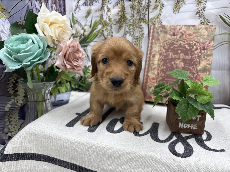 群馬県のミニチュアダックスフンド(ロング) (ワンラブカインズ前橋小島田店(FC)/2025年10月18日生まれ/女の子/イエロー)の子犬の2枚目の画像