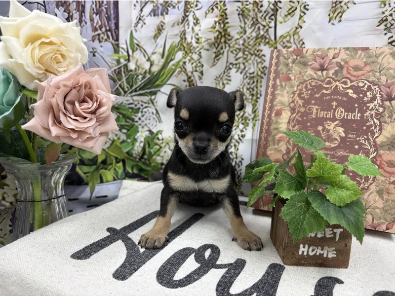 群馬県のチワワ(ロング) (ワンラブカインズ前橋小島田店(FC)/2055年10月18日生まれ/女の子/ブラックタンホワイト)の子犬の2枚目の画像