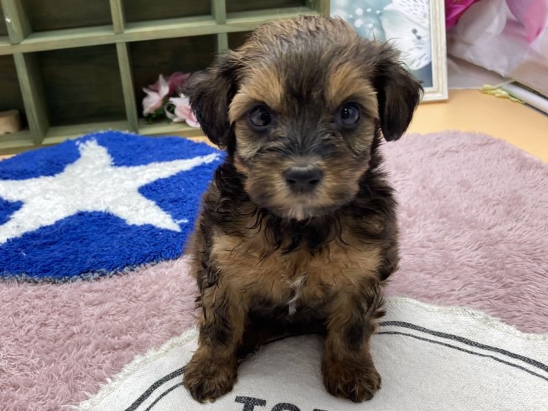 静岡県のハーフ犬・ミックス犬 (ワンラブカインズ富士宮小泉店(FC)/2025年10月15日生まれ/女の子/レッド)の子犬の2枚目の画像