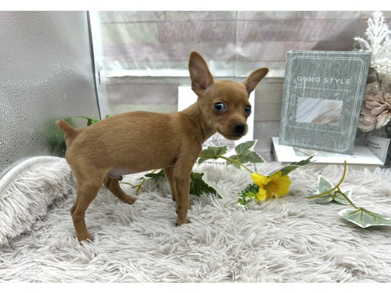 静岡県のミニチュアピンシャー (ワンラブカインズ掛川店(FC)/2025年10月18日生まれ/男の子/レッド)の子犬の2枚目の画像