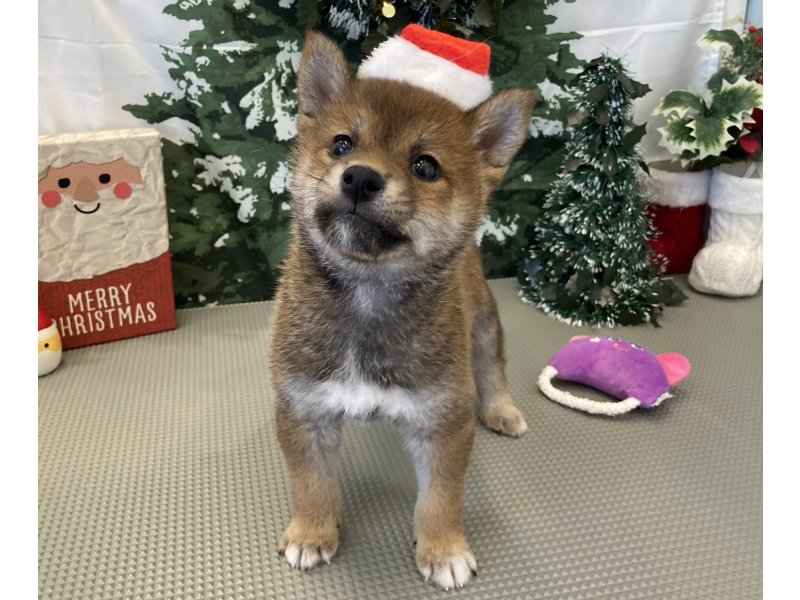 福岡県の豆柴 (ワンラブペットワイド若松店(FC)/2025年10月15日生まれ/男の子/赤)の子犬の2枚目の画像