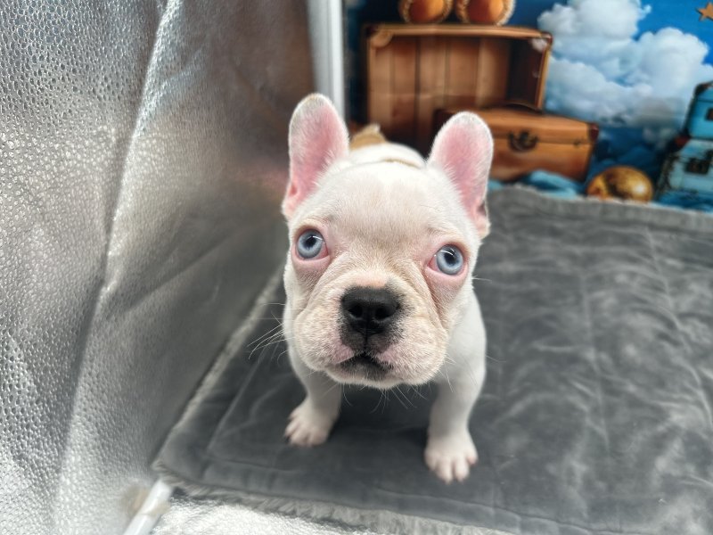 福岡県のフレンチブルドッグ (ワンラブﾎｰﾑﾜｲﾄﾞ ﾍﾟｯﾄ＆ｸﾞﾘｰﾝ和白店(FC)/2025年9月25日生まれ/女の子/パイド)の子犬の2枚目の画像