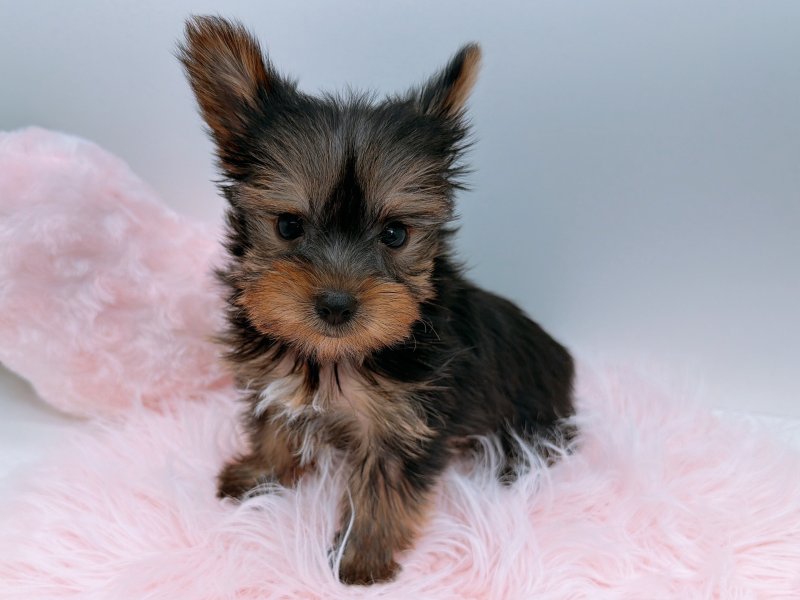 愛知県のヨークシャーテリア (ワンラブカインズ小牧店(FC)/2025年10月24日生まれ/男の子/スチールブルータン)の子犬の2枚目の画像