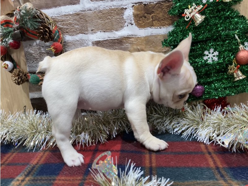 福島県のフレンチブルドッグ (ワンラブカインズ会津若松店(FC)/2025年10月22日生まれ/女の子/クリームホワイト)の子犬の2枚目の画像